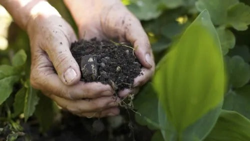 How Soil Microbes Influence our Health