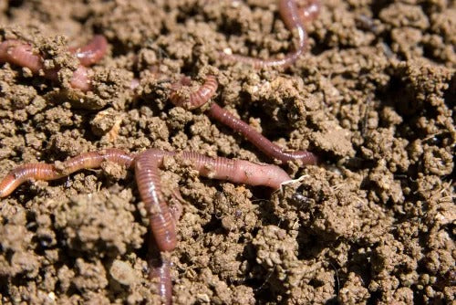 Role of Biodiversity in Increasing Soil Fertility