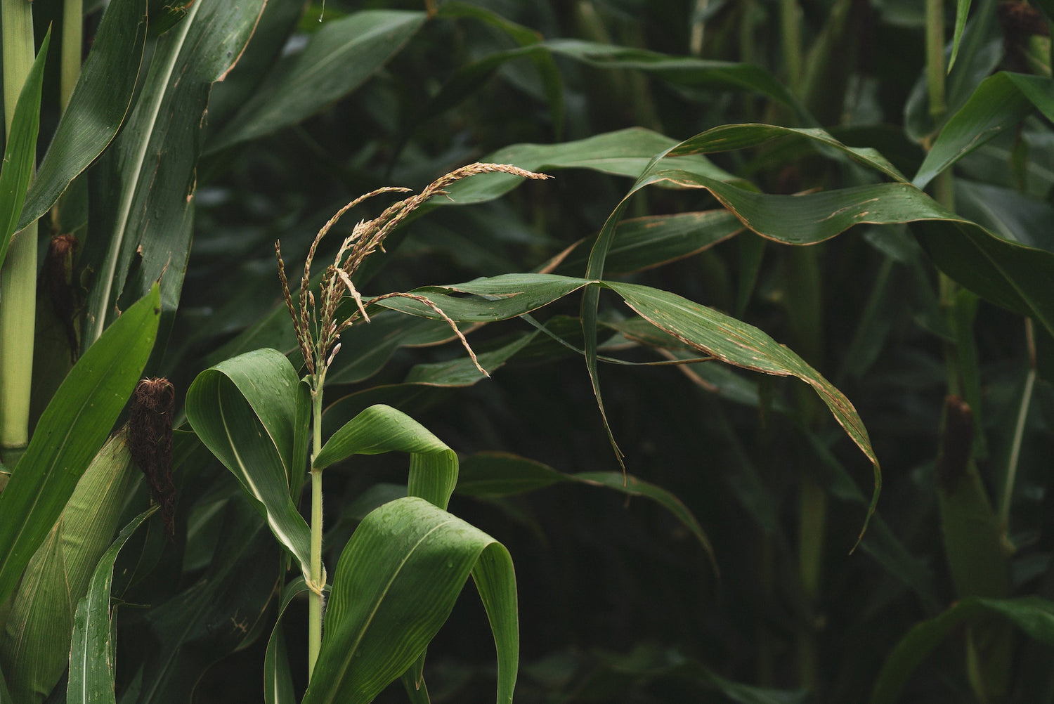 EM Maize Trial