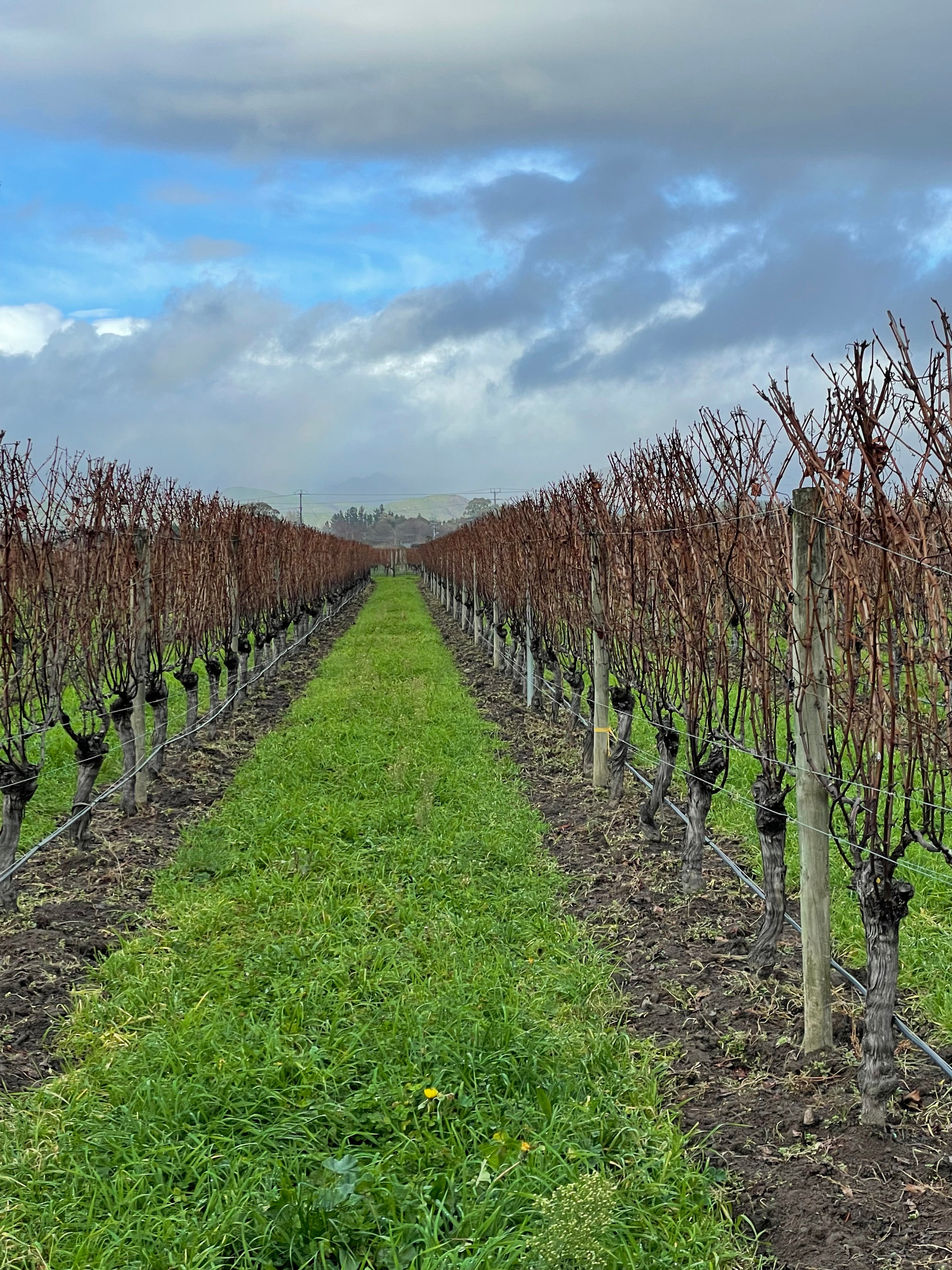 How to Maintain Soil Health in Vineyards: Tips and Best Practices