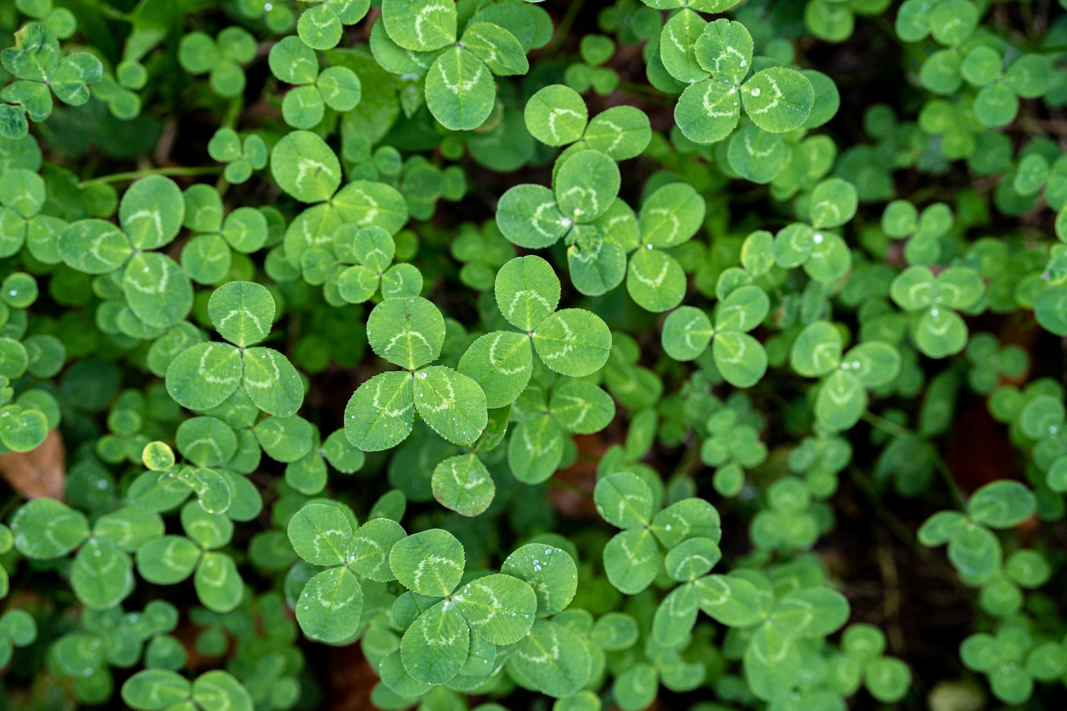 Improved Soil Structure and Clover Nodules