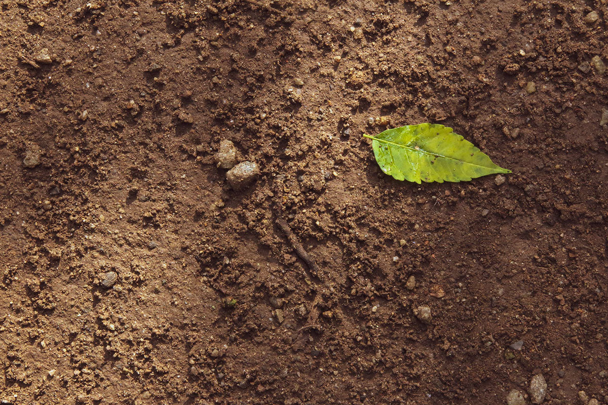 Improving Infertile or Damaged Soils