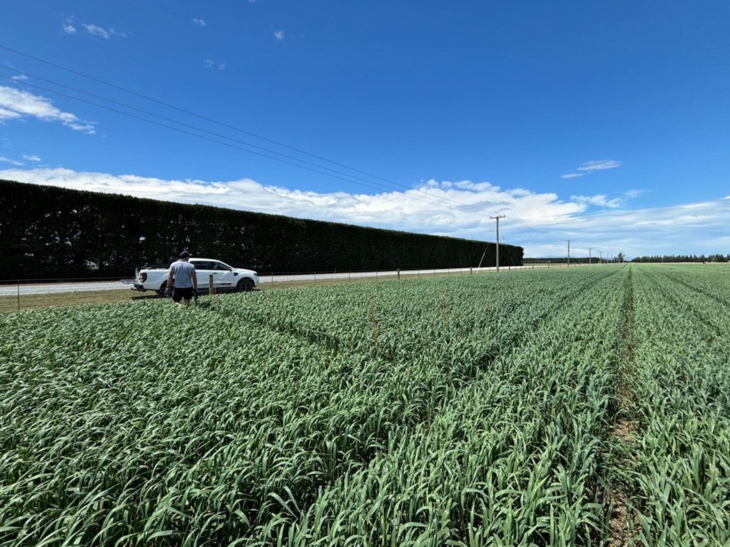 Evaluation of EMNZ Biostimulants on Oats at Seaton Farm: A Replicated Field Trial