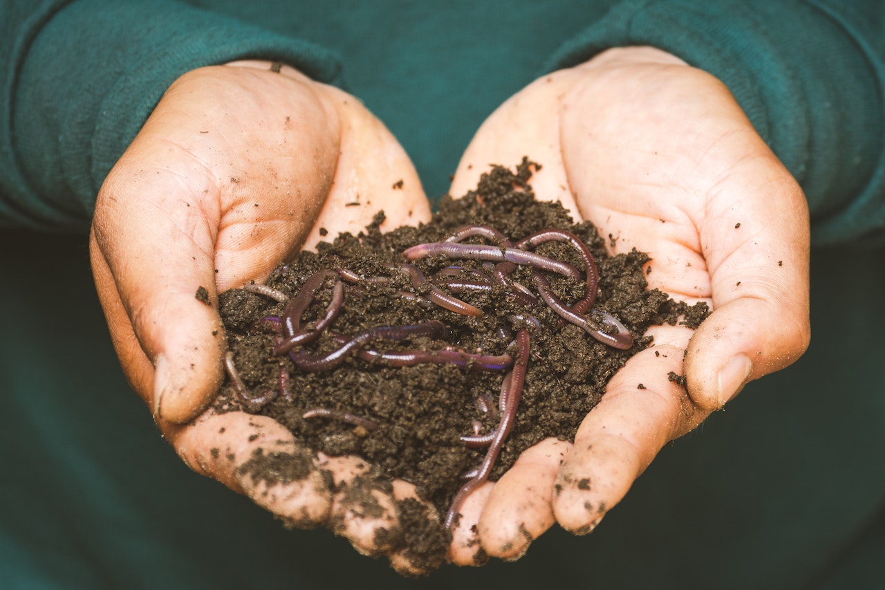 Enhance your soils biology | EMNZ