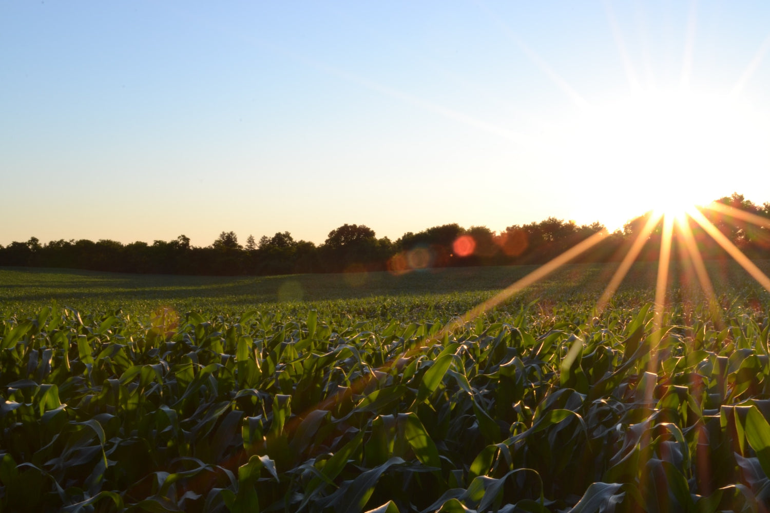 What will EM do in my Soil? | EMNZ Organic Fertiliser